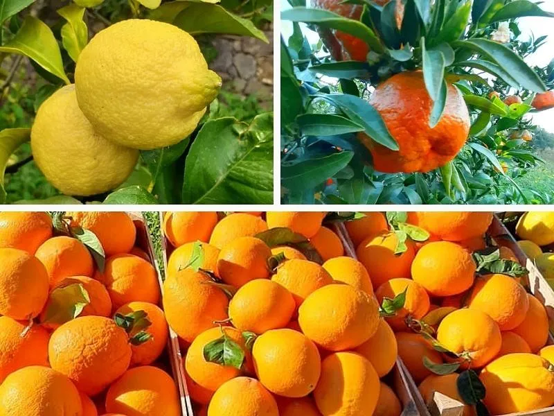 Box misto agrumi di Sicilia