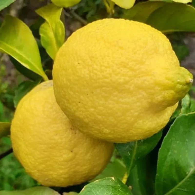 Limoni siciliani — photo 1