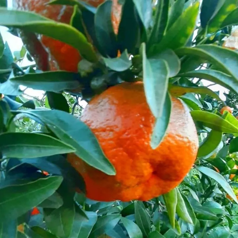 Mandarini di Ciaculli — foto 1