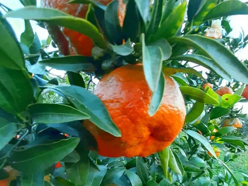 Mandarini di Ciaculli