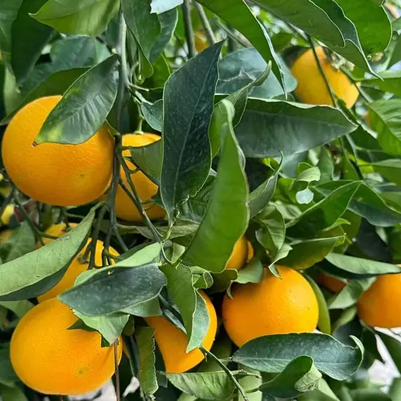 Arance Siciliane dei Nebrodi — foto 1