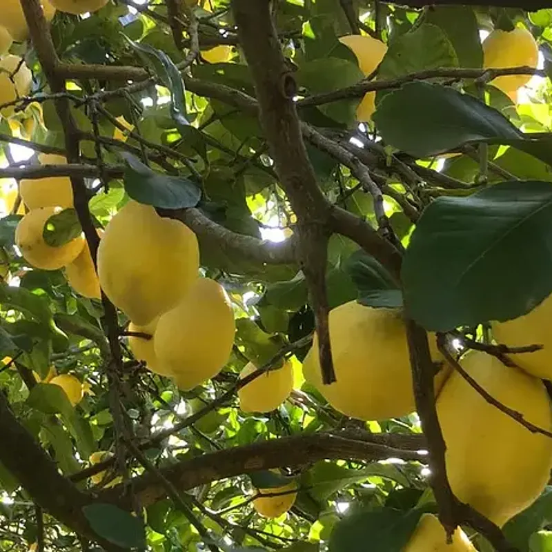 Limoni Siciliani dei Nebrodi — foto 1