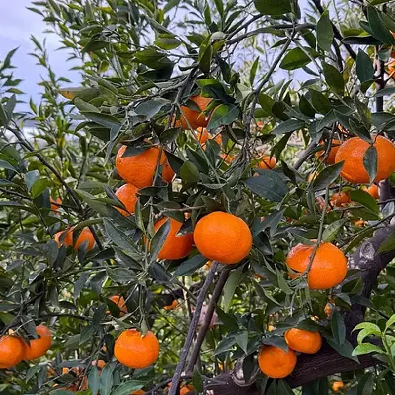 Mandarini Siciliani dei Nebrodi — foto 1