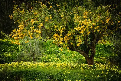 LIMONI