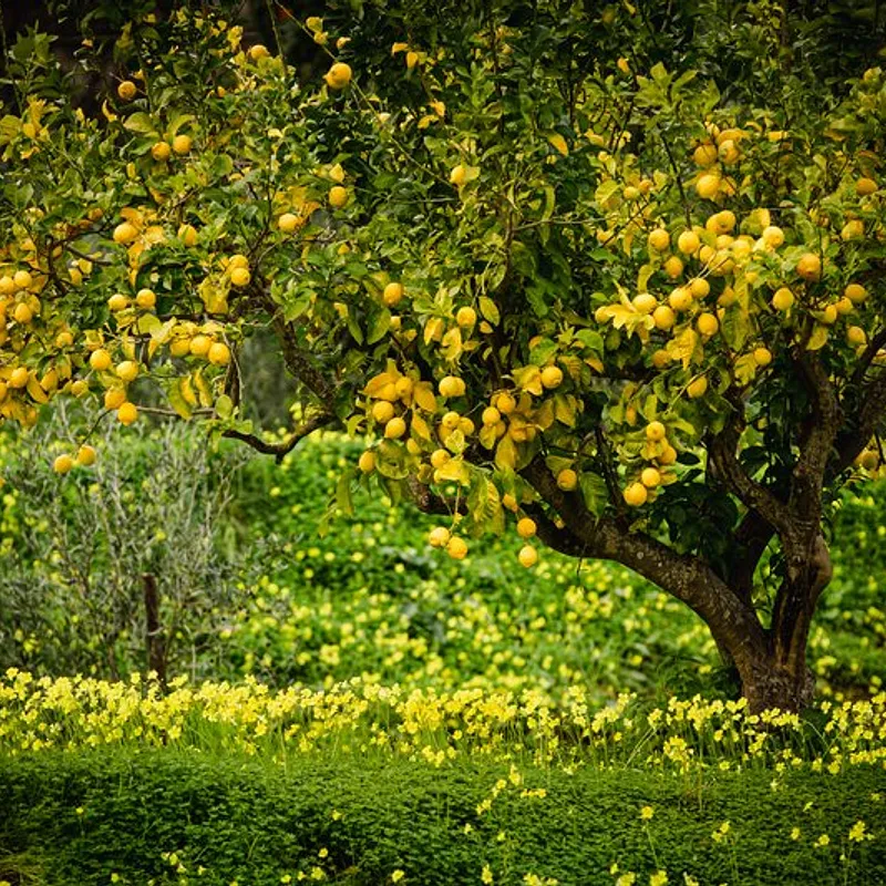 LIMONI — foto 1