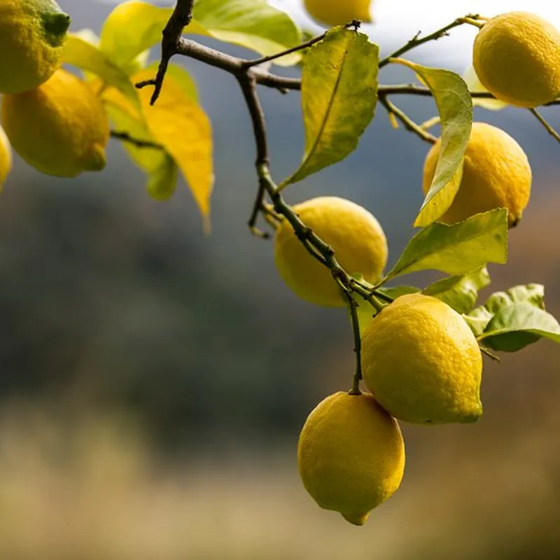 LIMONI — foto 2
